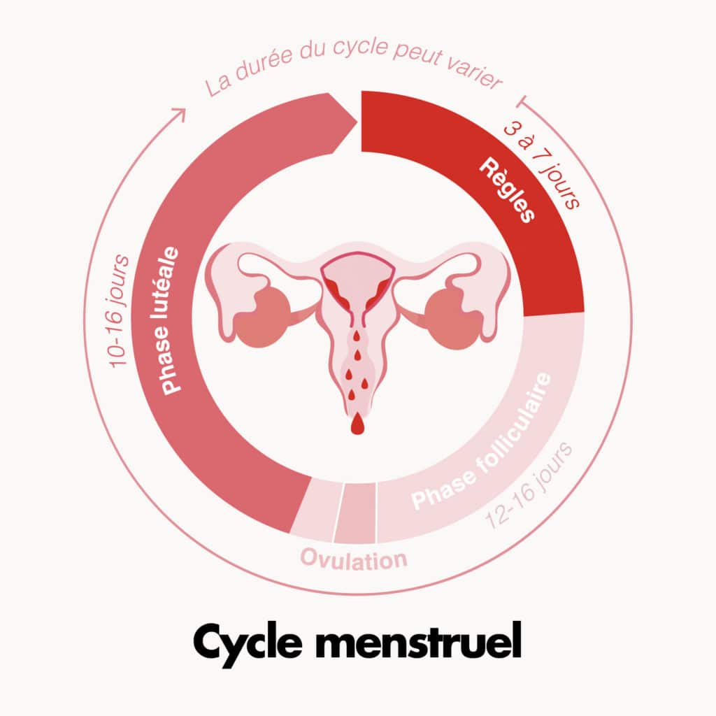 Le cycle menstruel fonctionnement