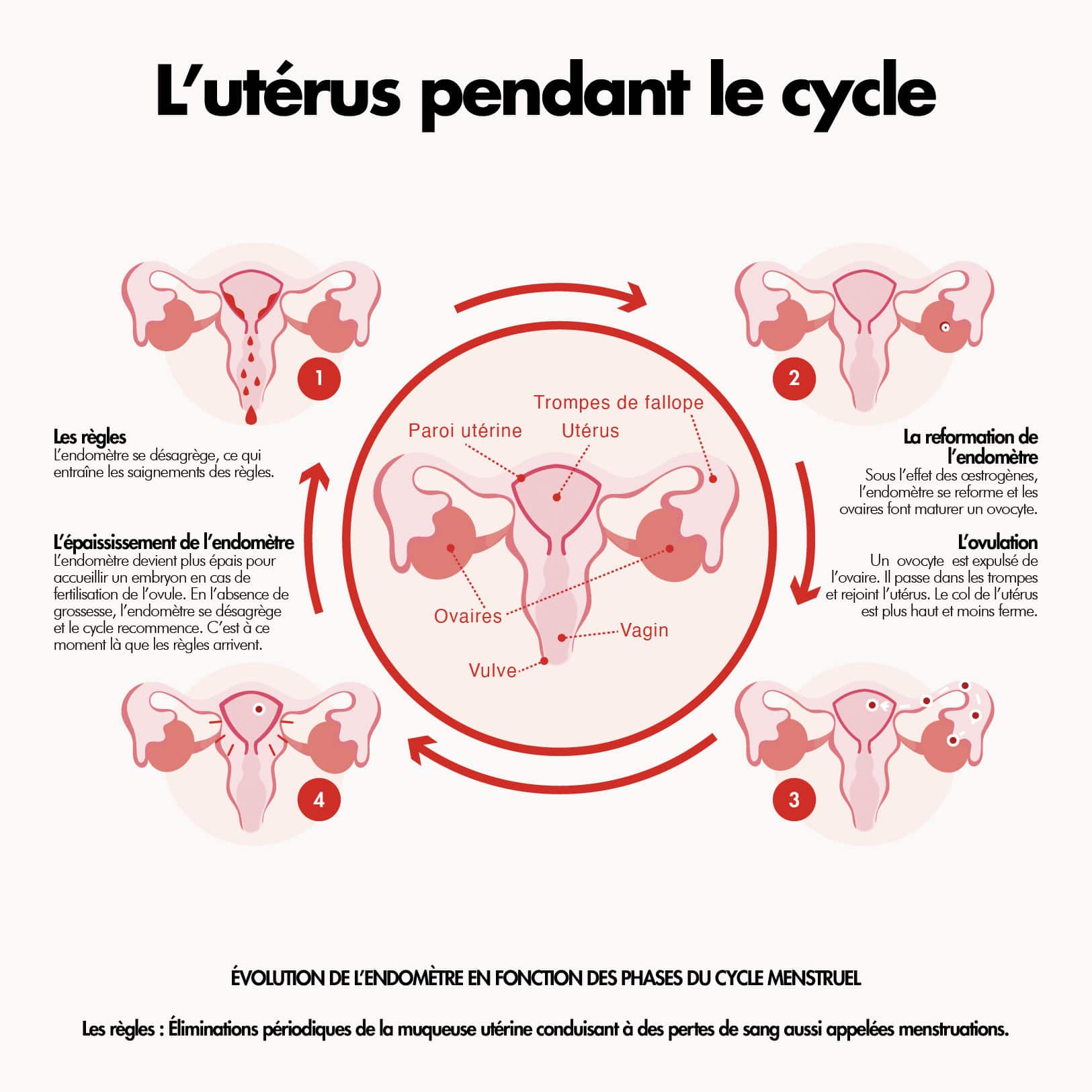 Le cycle menstruel fonctionnement de l'utérus pendant le cycle