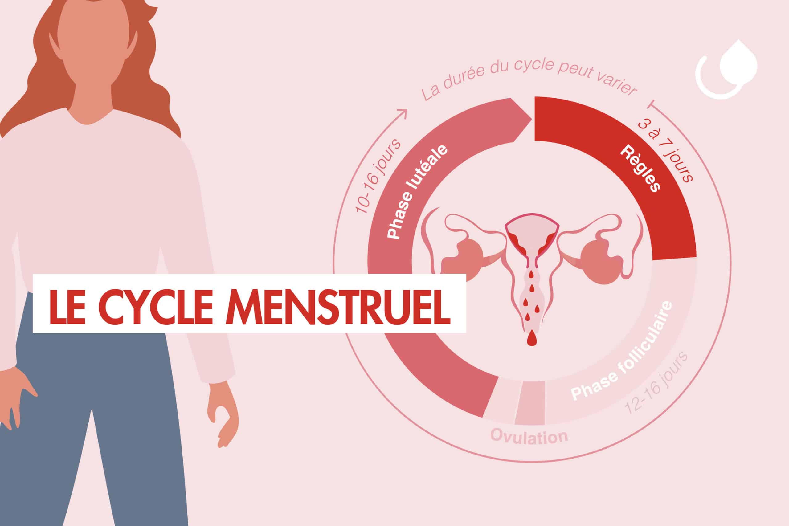 Le cycle menstruel vignette